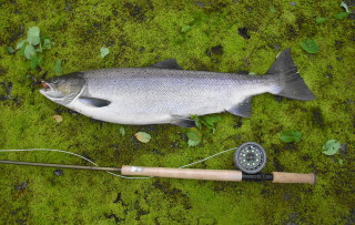Laksefiske
